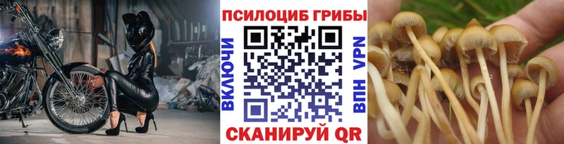 где продают   ОМГ ОМГ как войти  Галлюциногенные грибы Psilocybine cubensis  Пугачёв 